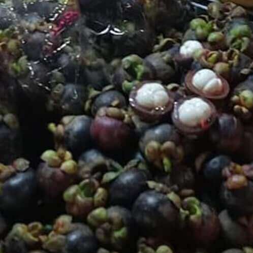 Real Shot Fresh Fruit Mangosteen